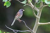 Dark-eyed Juncoborder=