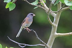 Dark-eyed Junco