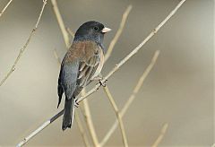 Dark-eyed Junco