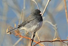 Dark-eyed Junco