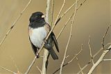 Dark-eyed Junco