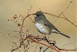 Dark-eyed Juncoborder=