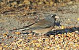 Dark-eyed Junco