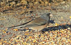 Dark-eyed Junco