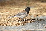 Dark-eyed Junco