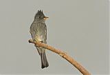 Dark Pewee