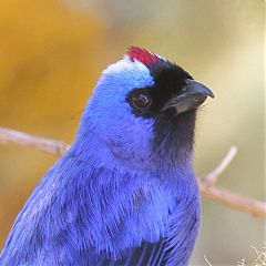 Diademed Tanager