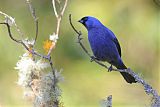 Diademed Tanager