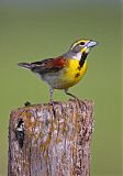 Dickcissel