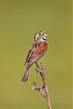 Dickcissel