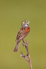 Dickcissel