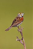 Dickcissel