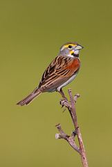 Dickcissel