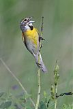 Dickcisselborder=