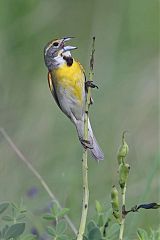 Dickcissel