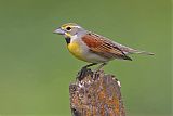 Dickcisselborder=