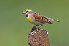 Dickcissel