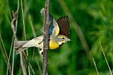 Dickcisselborder=