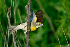 Dickcissel