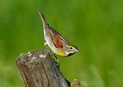 Dickcissel