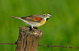 Dickcissel