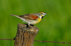 Dickcissel