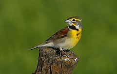 Dickcissel