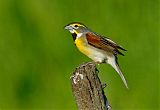 Dickcissel