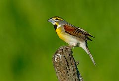 Dickcissel