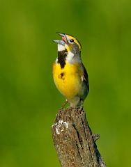 Dickcissel