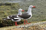 Dolphin Gull