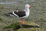 Dolphin Gull