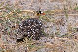 Double-banded Sandgrouse