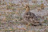 Double-banded Sandgrouse