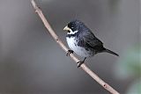 Double-collared Seedeater