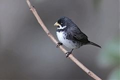 Double-collared Seedeater