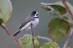 Double-collared Seedeater