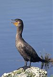 Double-crested Cormorantborder=