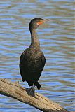 Double-crested Cormorantborder=