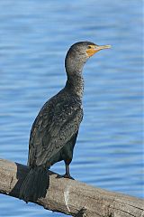 Double-crested Cormorant