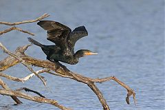Double-crested Cormorant