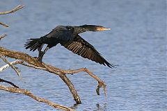 Double-crested Cormorant