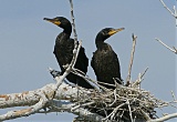 Double-crested Cormorantborder=