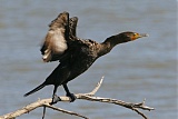 Double-crested Cormorantborder=