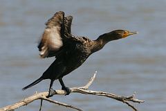 Double-crested Cormorant