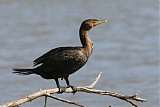 Double-crested Cormorantborder=