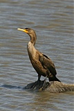 Double-crested Cormorantborder=