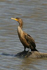 Double-crested Cormorant