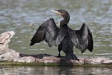 Double-crested Cormorantborder=