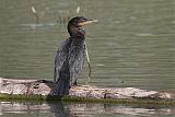 Double-crested Cormorantborder=